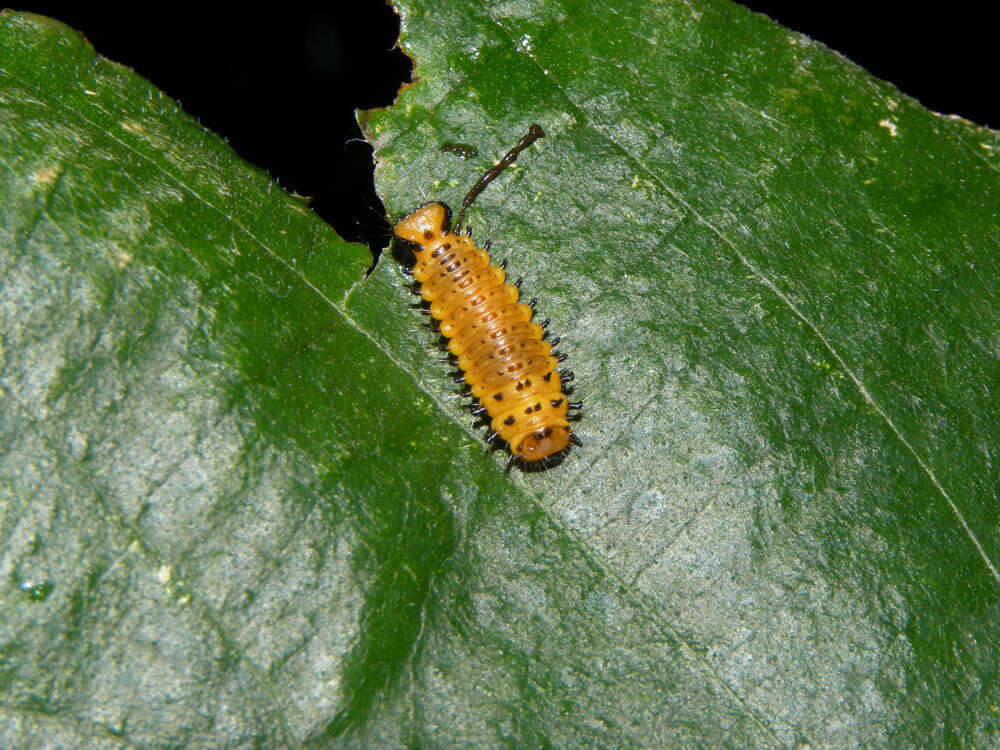 Image de Cecropia