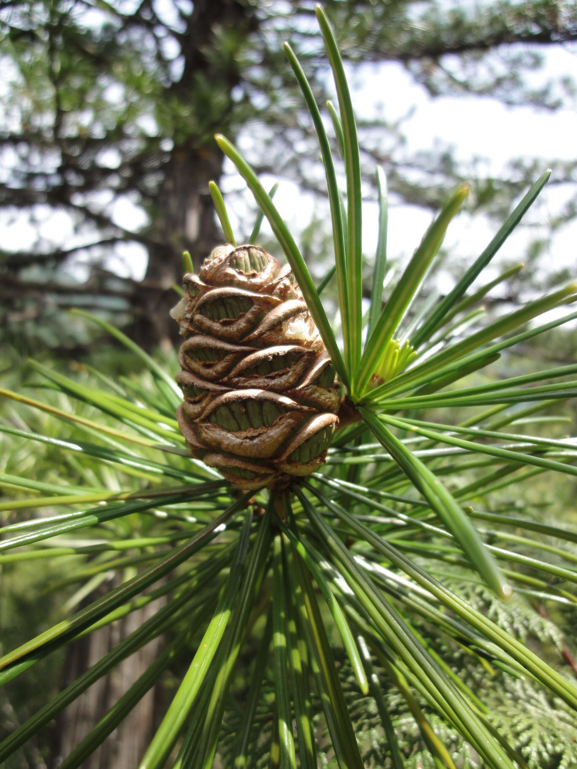 Image of umbrella-pine family