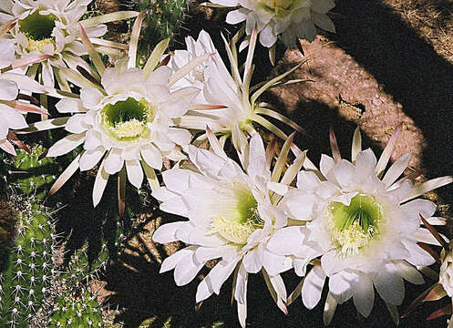 Echinopsis candicans (Gillies ex Salm-Dyck) D. R. Hunt resmi