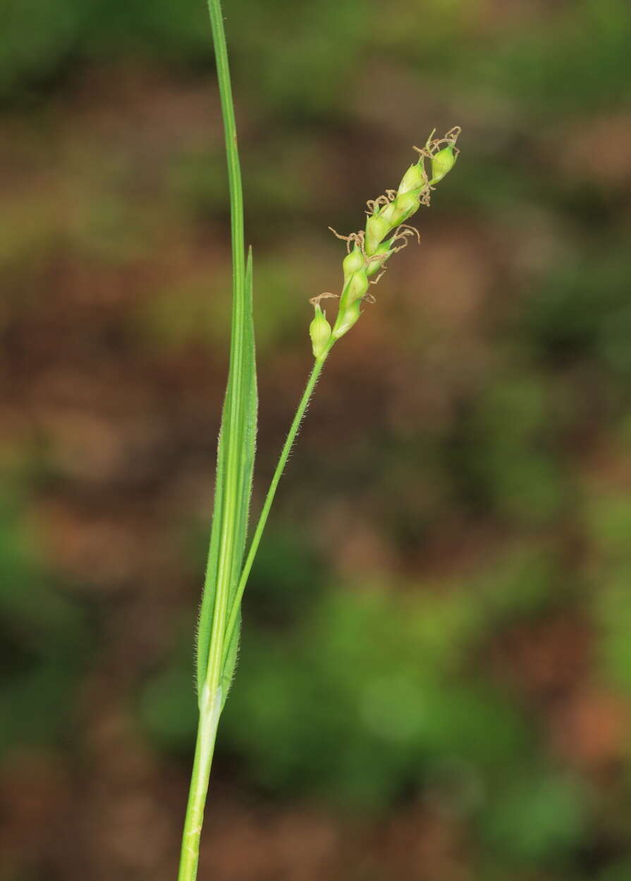 Image of Carex pilosa Scop.