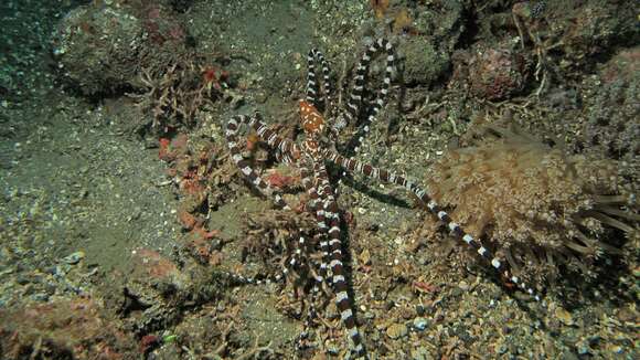 Image of Wunderpus Hochberg, Norman & Finn 2006