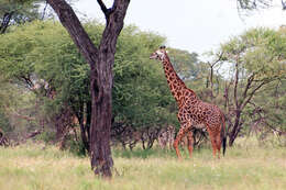 Plancia ëd Giraffa camelopardalis (Linnaeus 1758)