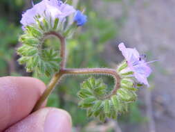 Phacelia crenulata Torr. ex S. Wats.的圖片