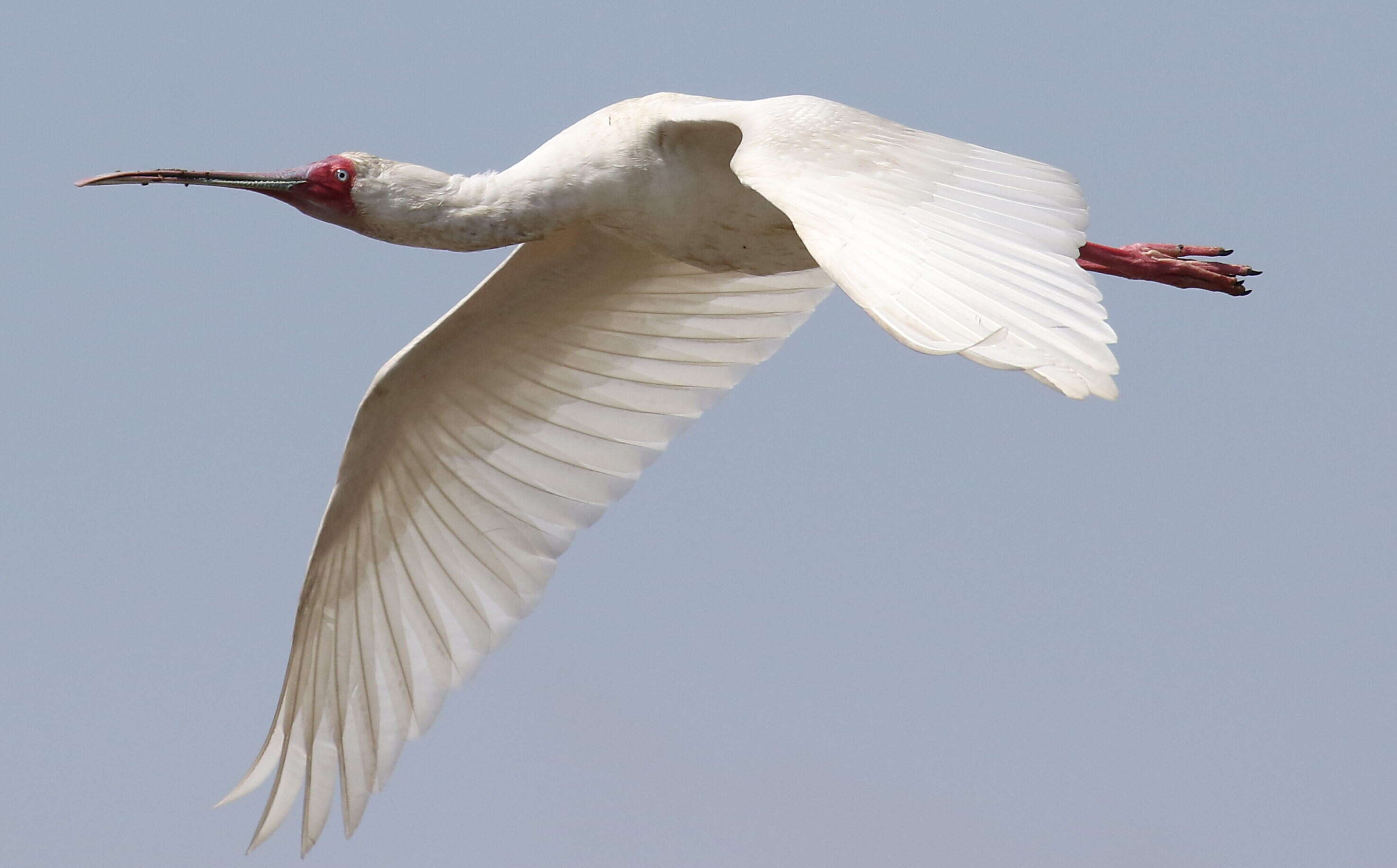 Image of Platalea Linnaeus 1758