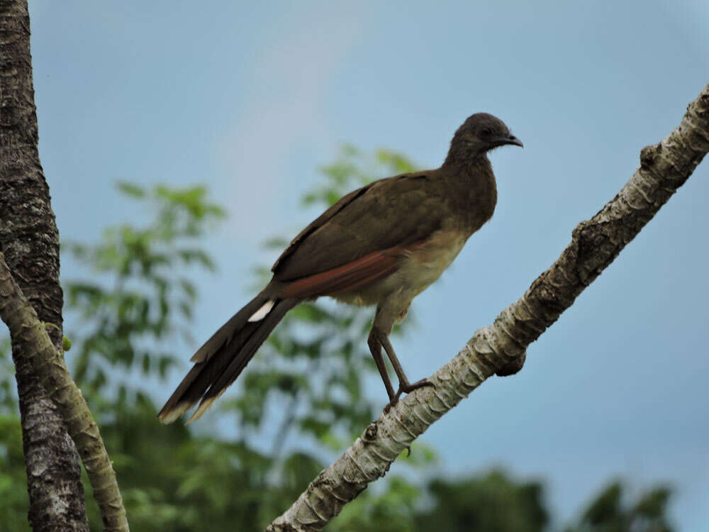 Image of Gray-headed Chachalaca