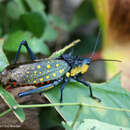 Image of Aularches miliaris miliaris (Linnaeus 1758)