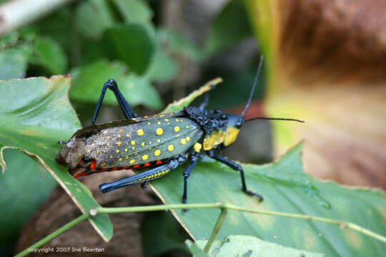 Image of Aularches miliaris miliaris (Linnaeus 1758)