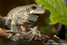 Image of Gray Treefrog