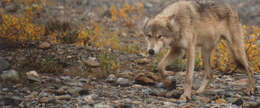 Image of coyote