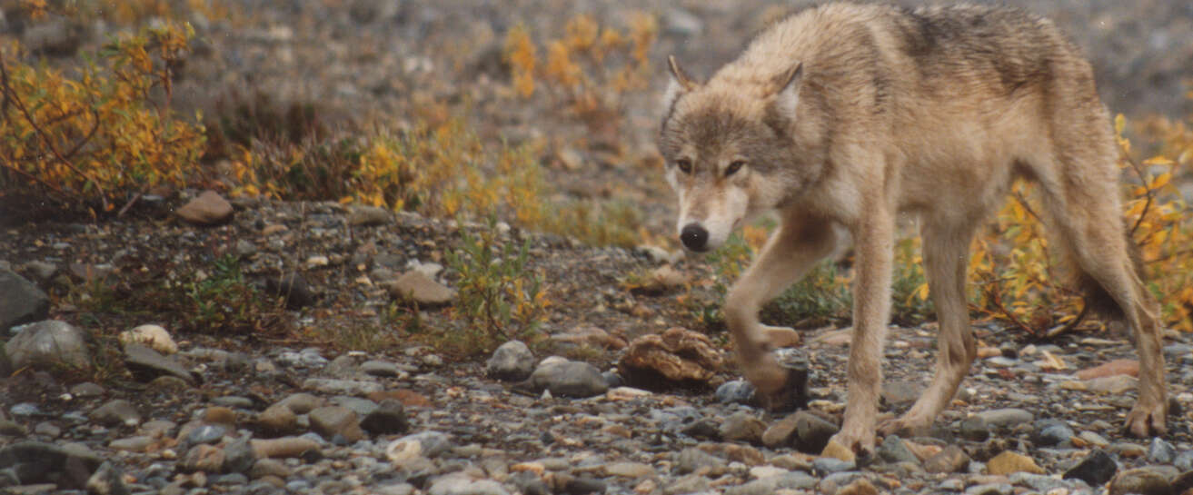 Imagem de Lobo