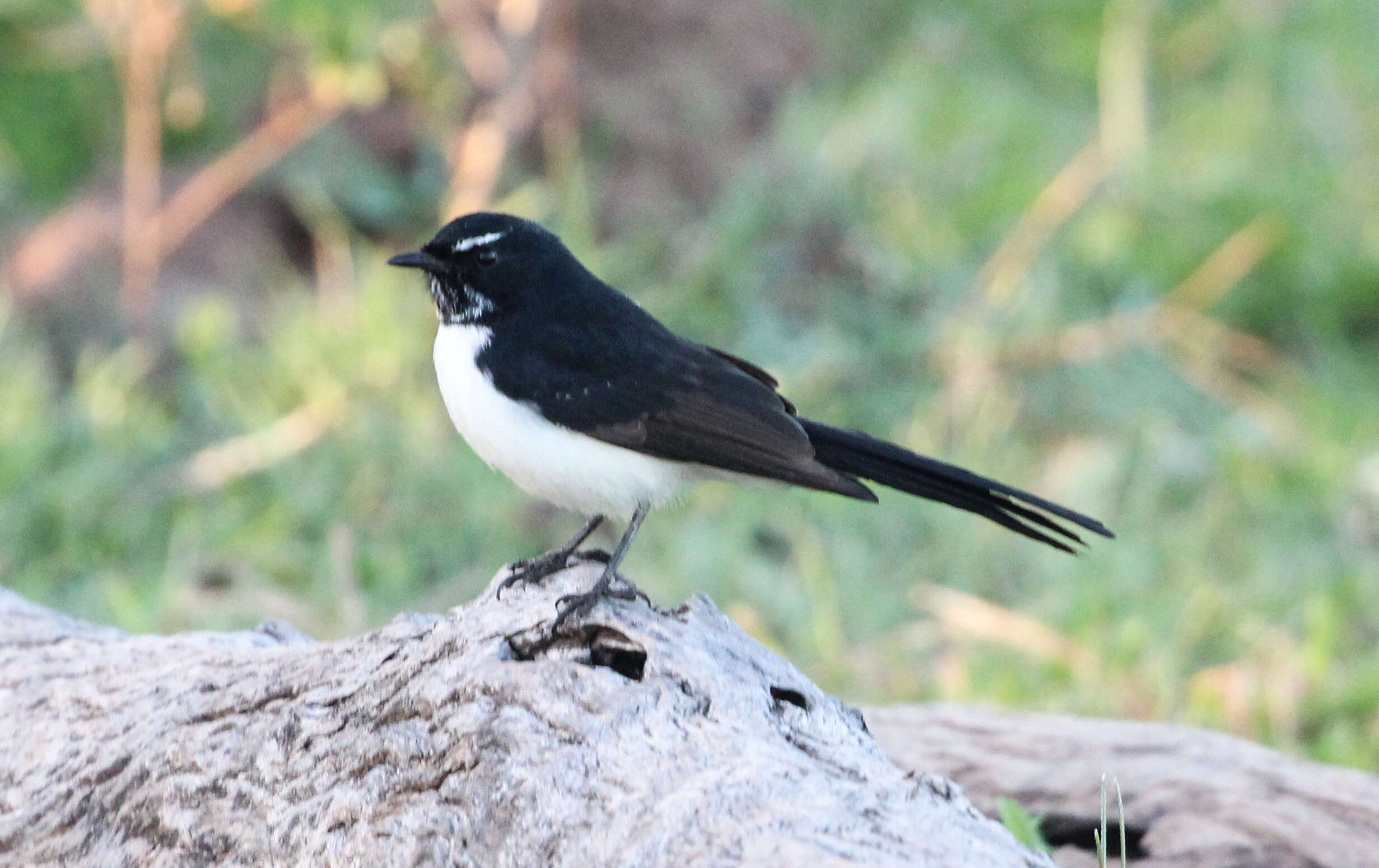 Image of Willie Wagtail