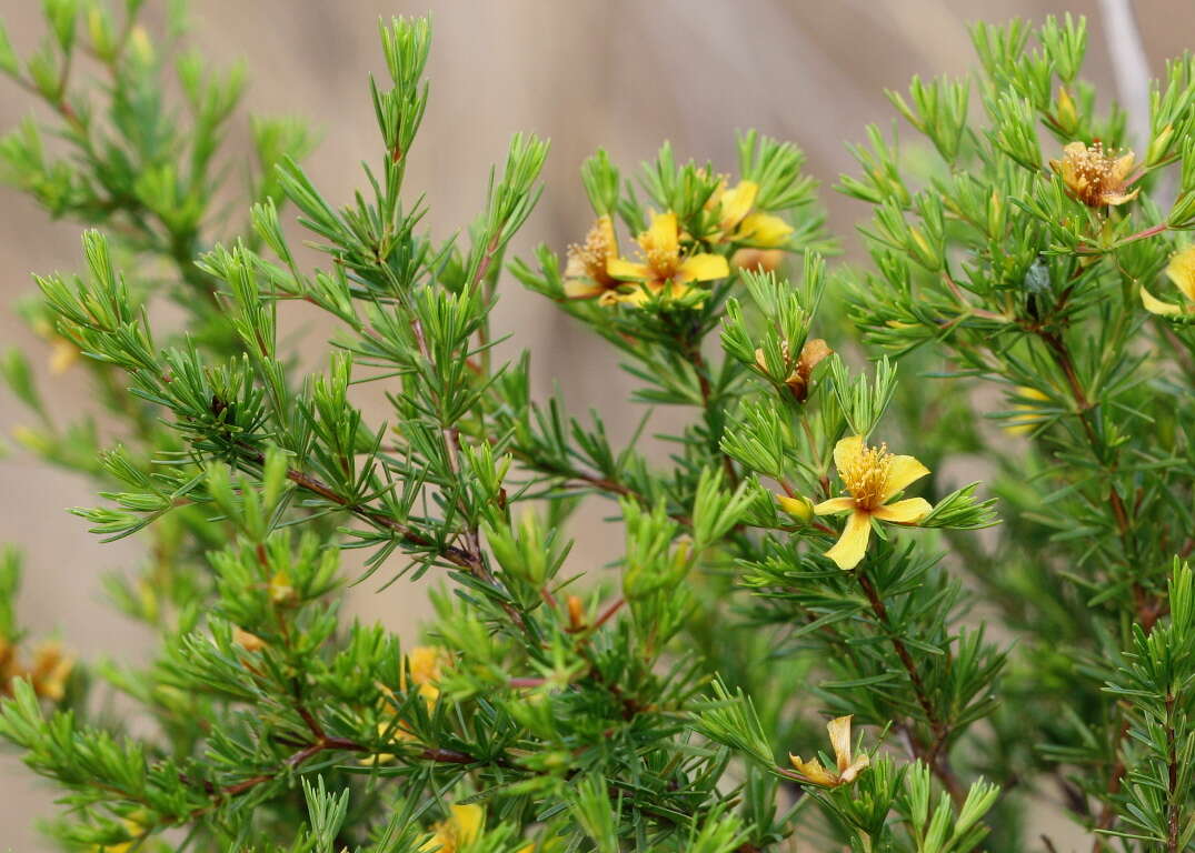 Image de Hypericum fasciculatum Lam.