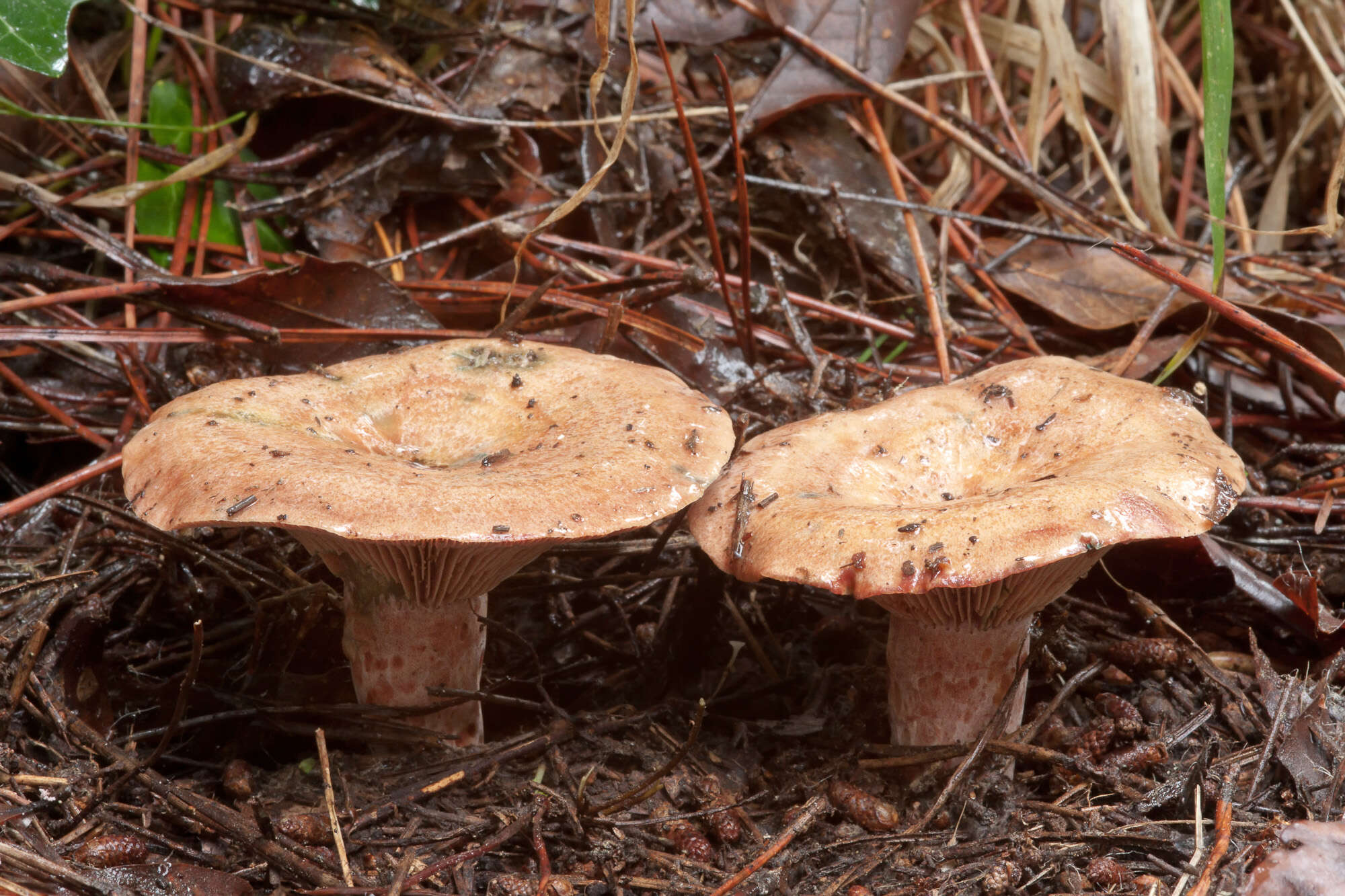 Image of Bloody milkcap