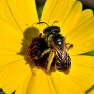 Image of Halictus Latreille 1804