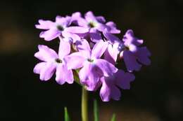 Image of mock vervain