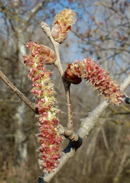 Image of White Poplar