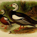 Asarcornis scutulata (Müller & S 1842) resmi