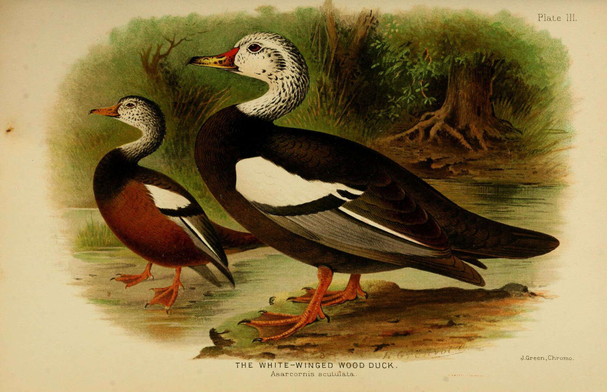 Image de Asarcornis Salvadori 1895
