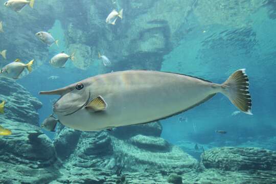 Image of Banded Unicornfish