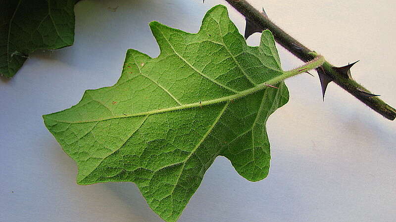 Image of Solanum reflexiflorum Moric. ex Dun.