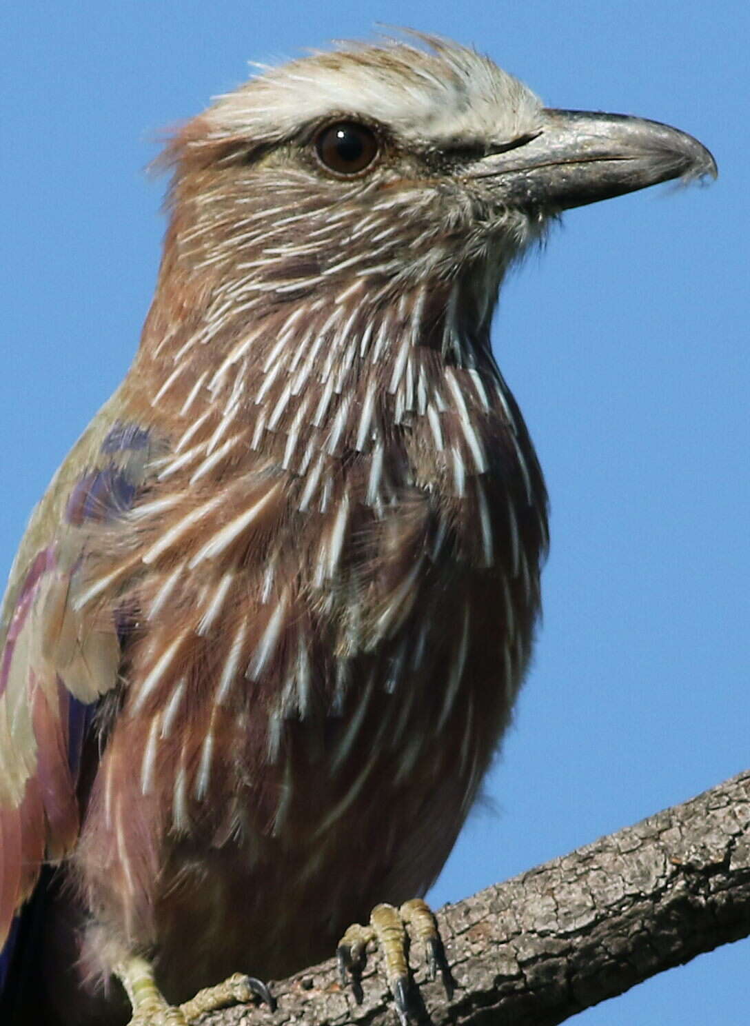 Sivun Coracias Linnaeus 1758 kuva