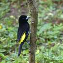 Image of Flame-rumped Tanager
