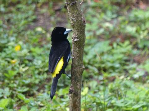 Image of Flame-rumped Tanager