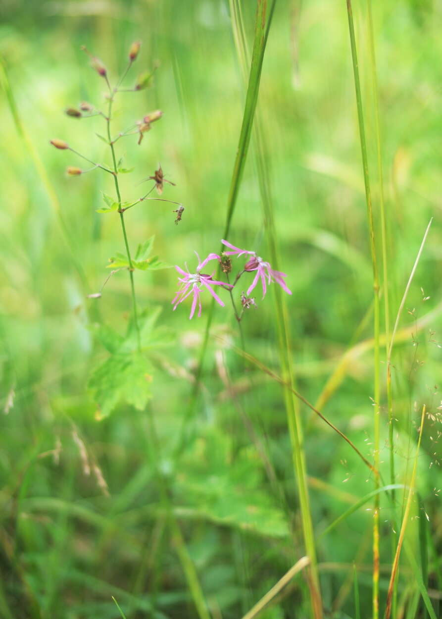 Image of Catchfly