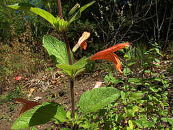 صورة Clinopodium mimuloides (Benth.) Kuntze