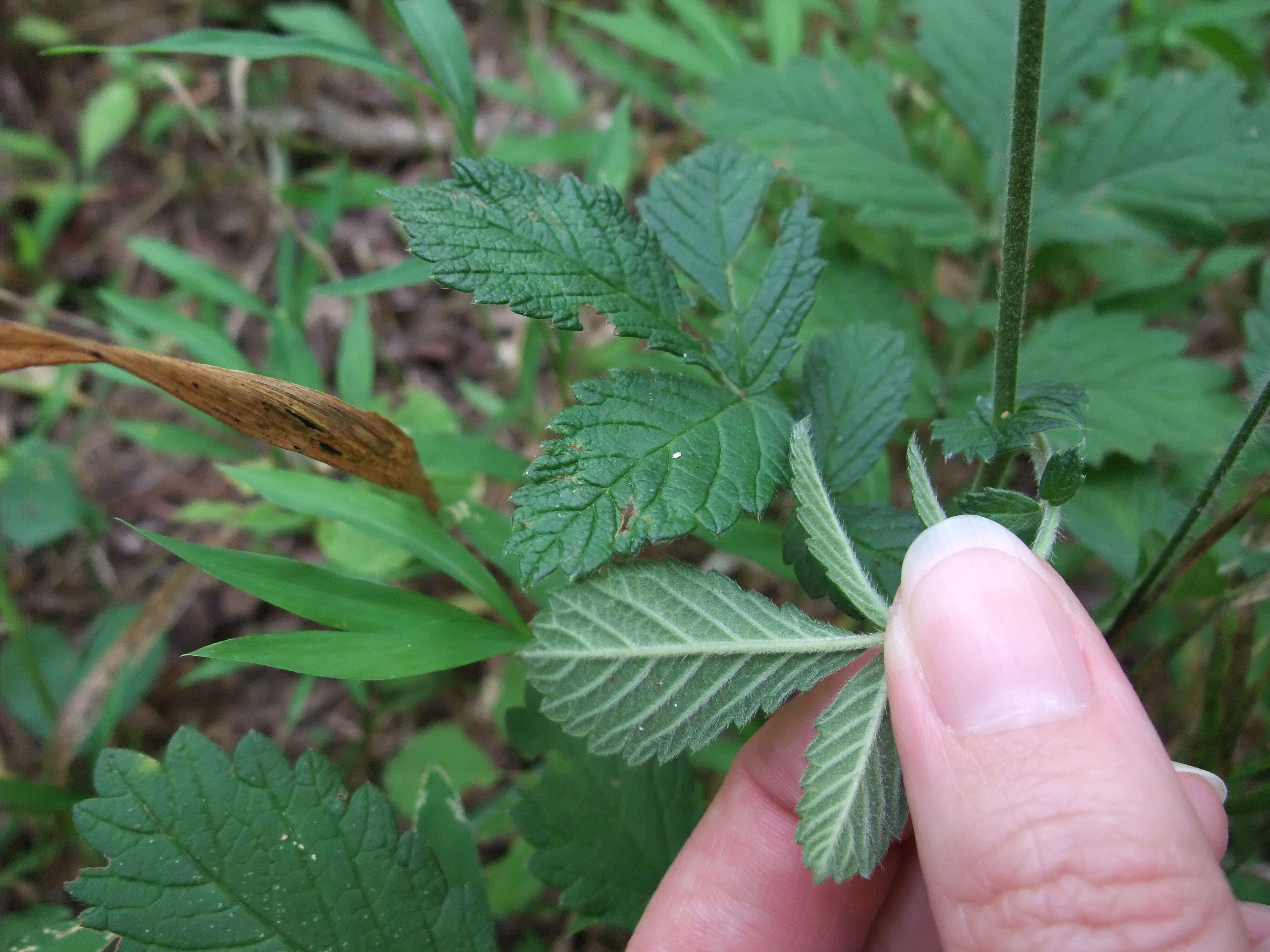 Image of tall hairy agrimony