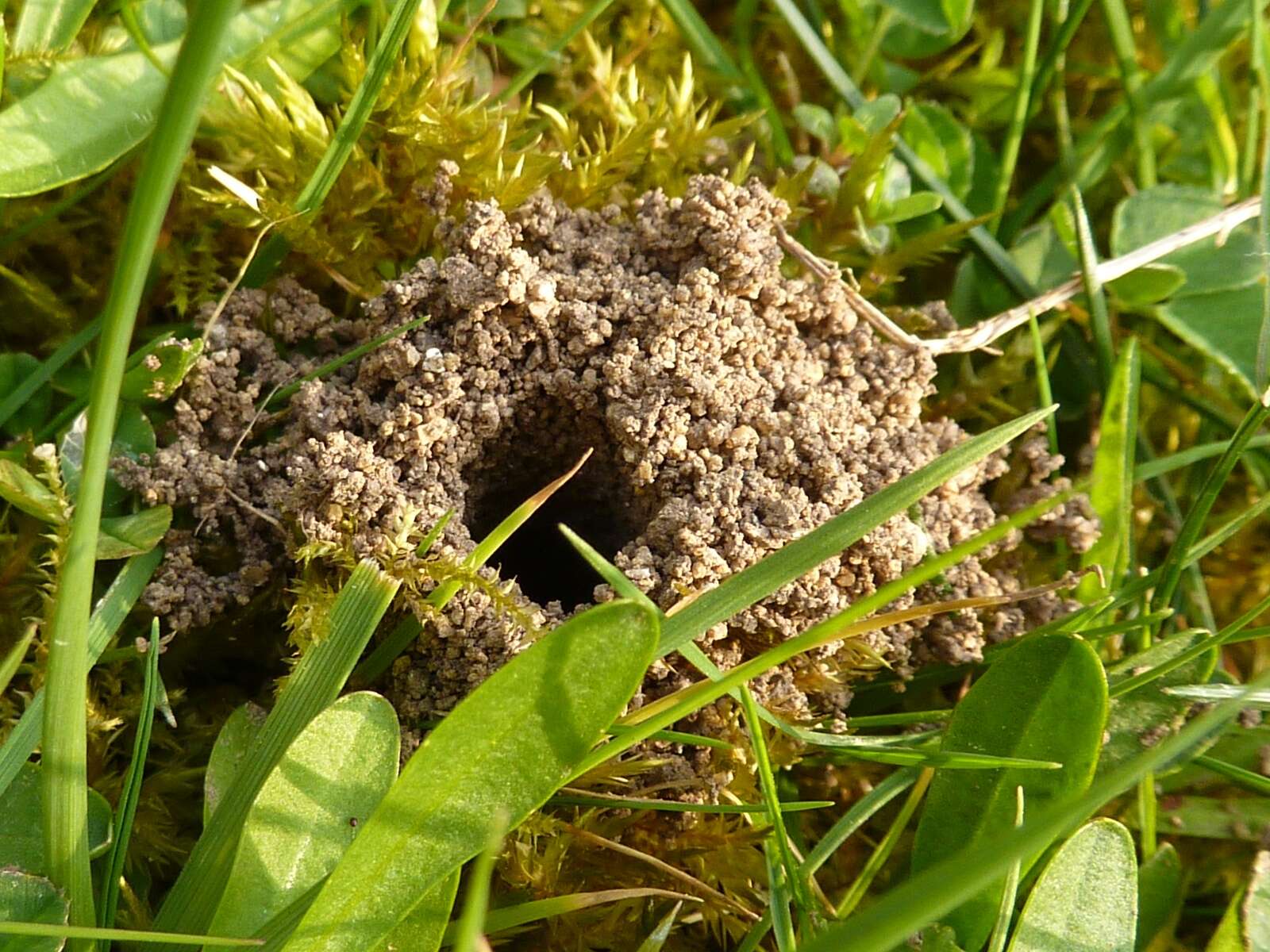 Image of Tawny Mining Bee