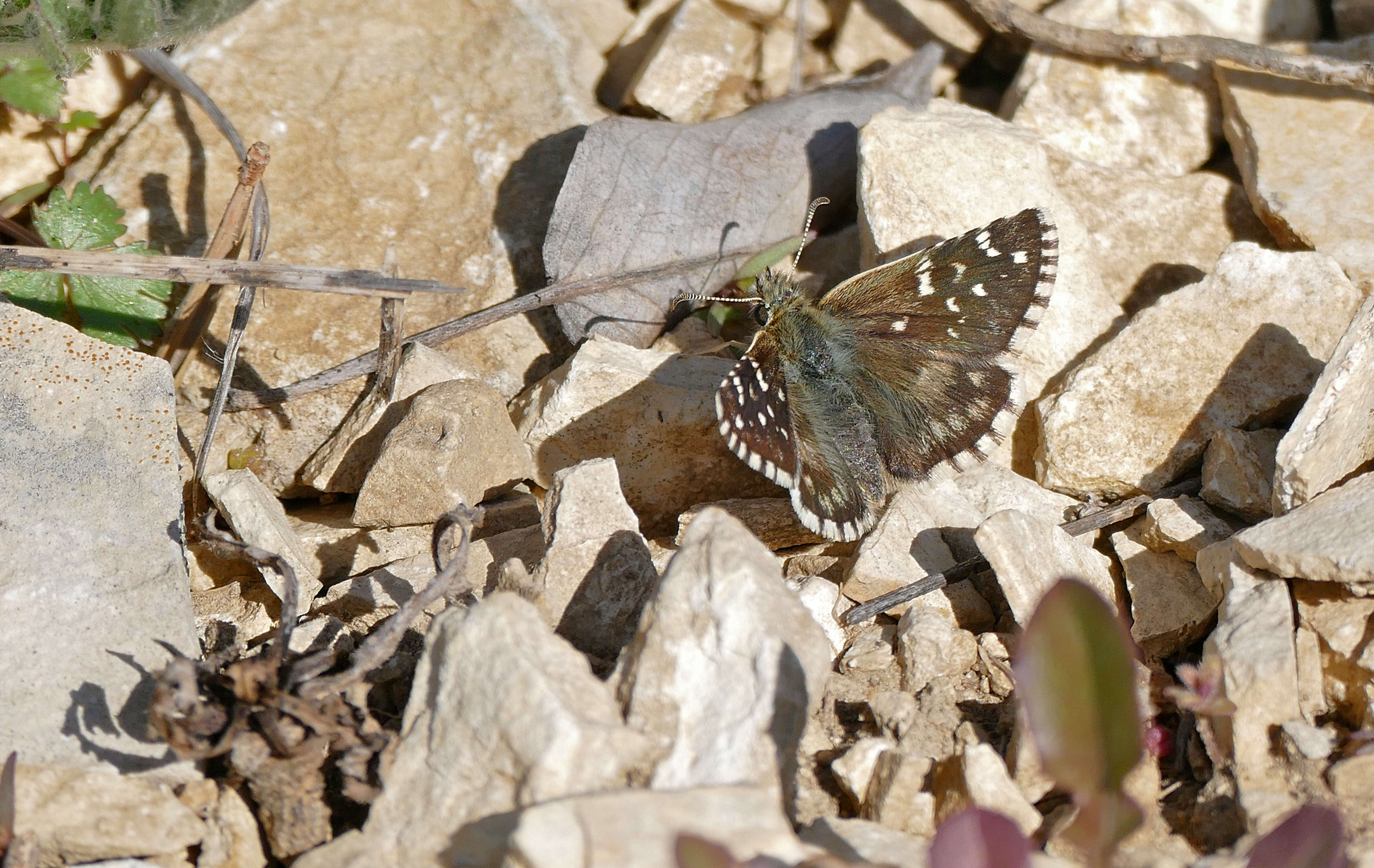 Image of Checkered-Skippers