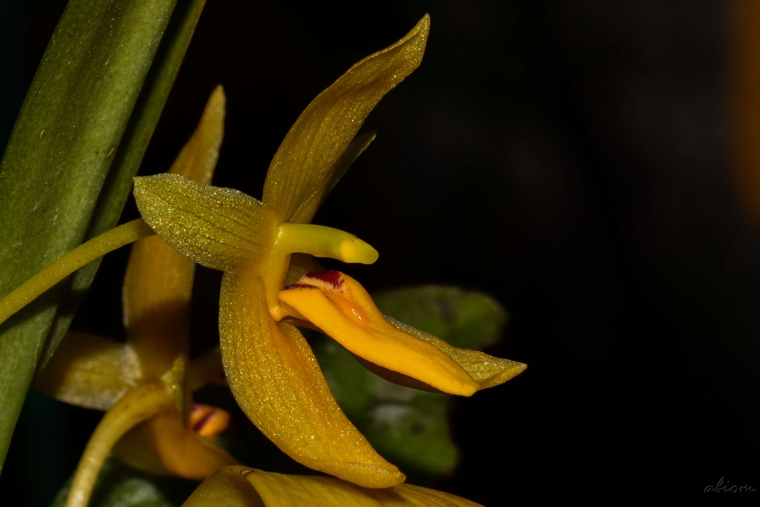 Image de Bulbophyllum pileatum Lindl.