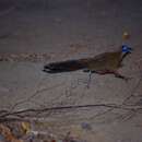 Image of Coquerel's Coua