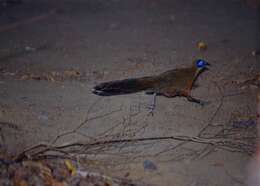 Image of Coquerel's Coua