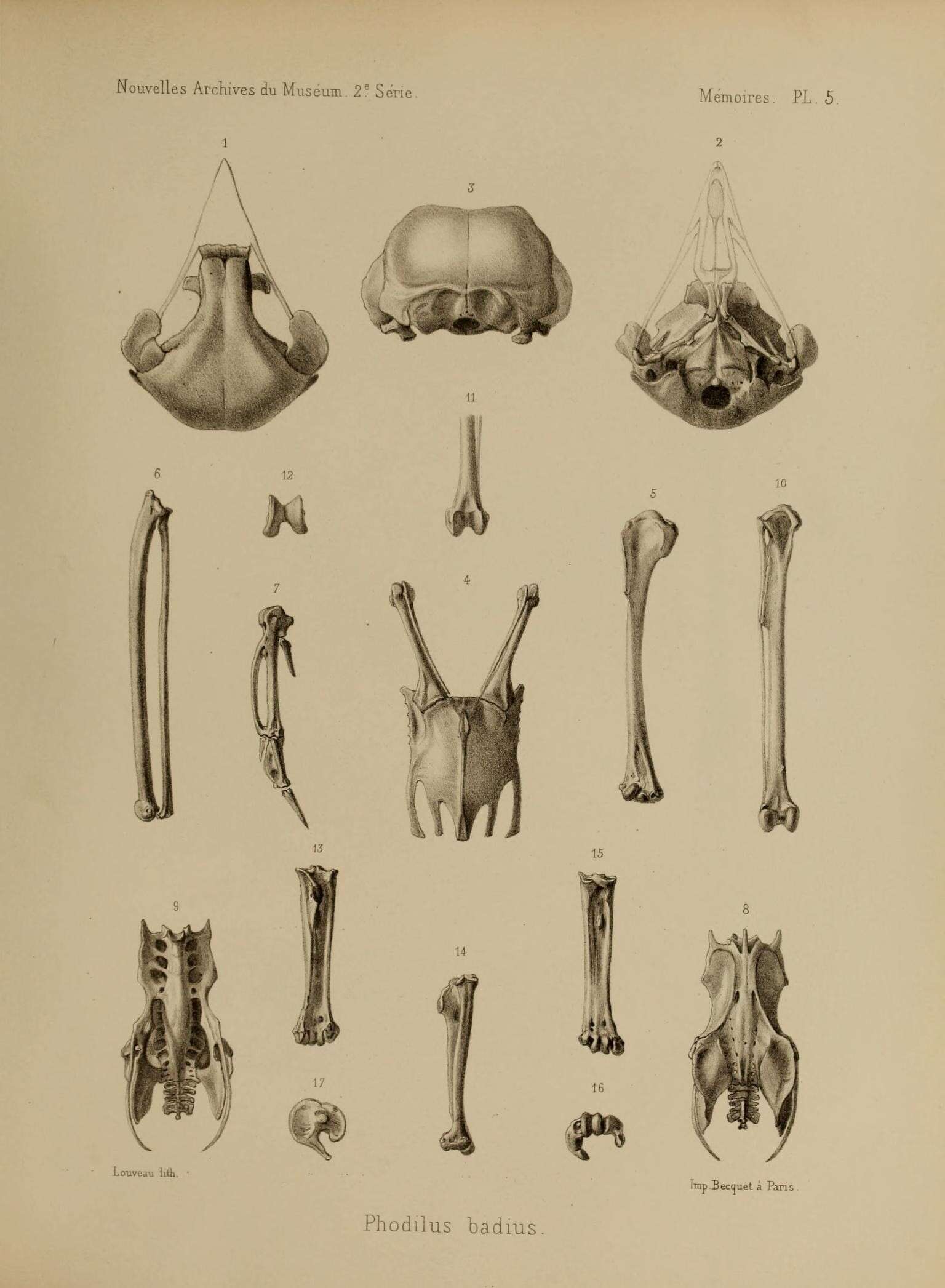 Image of Phodilus Geoffroy Saint-Hilaire & I 1830