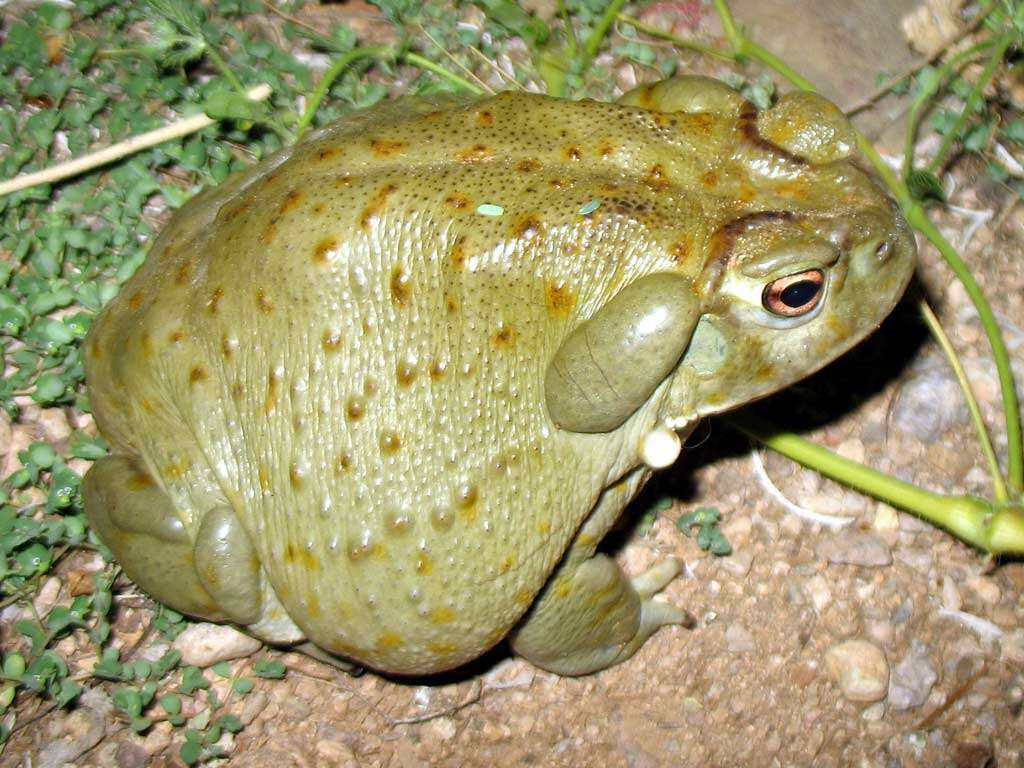 Image of Colorado River Toad Sonoran Desert Toad