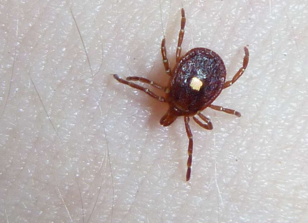 Image of Lone Star Tick