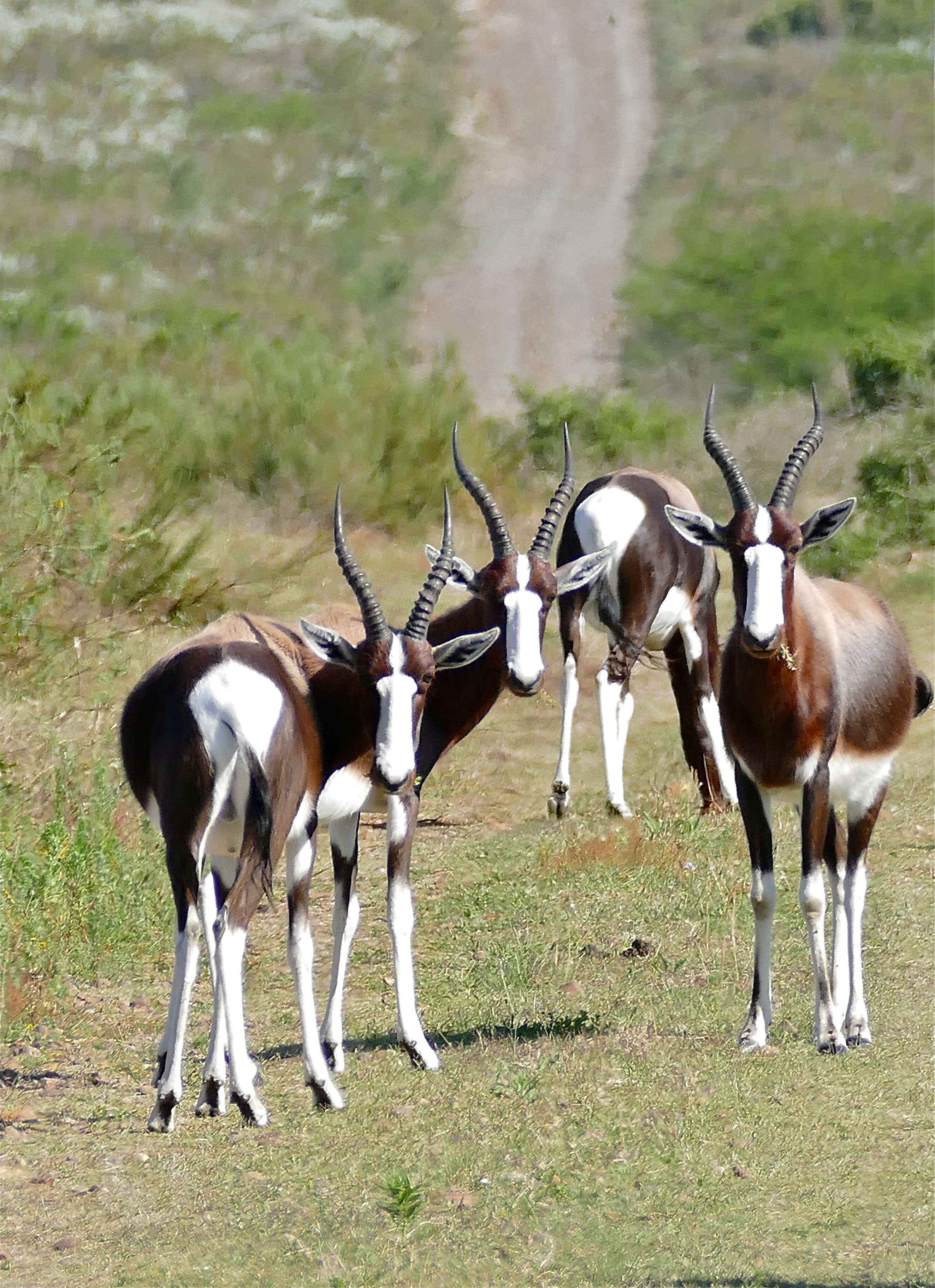 Image of Blesbok