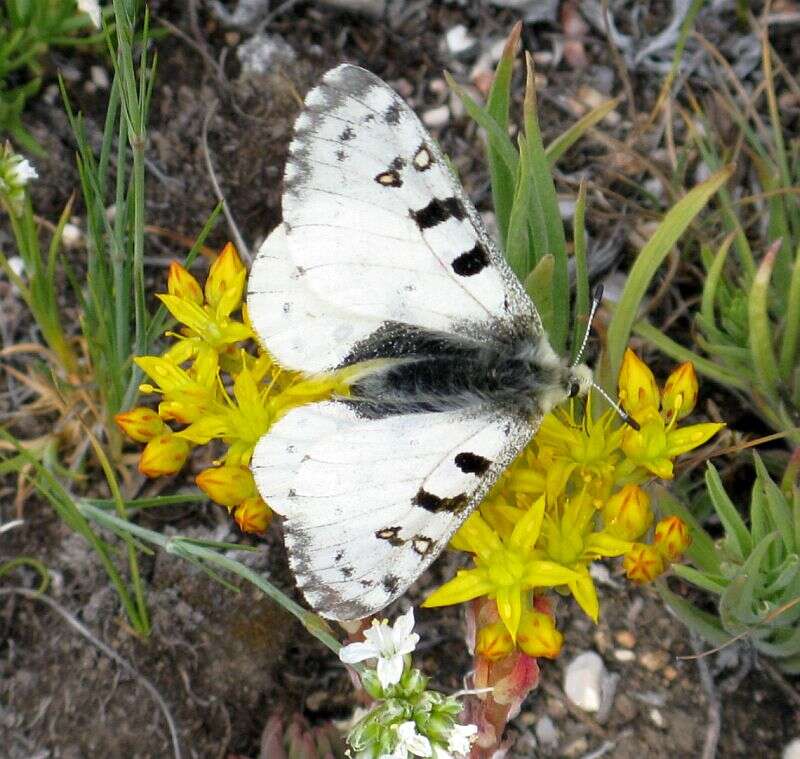 Image of Parnassius