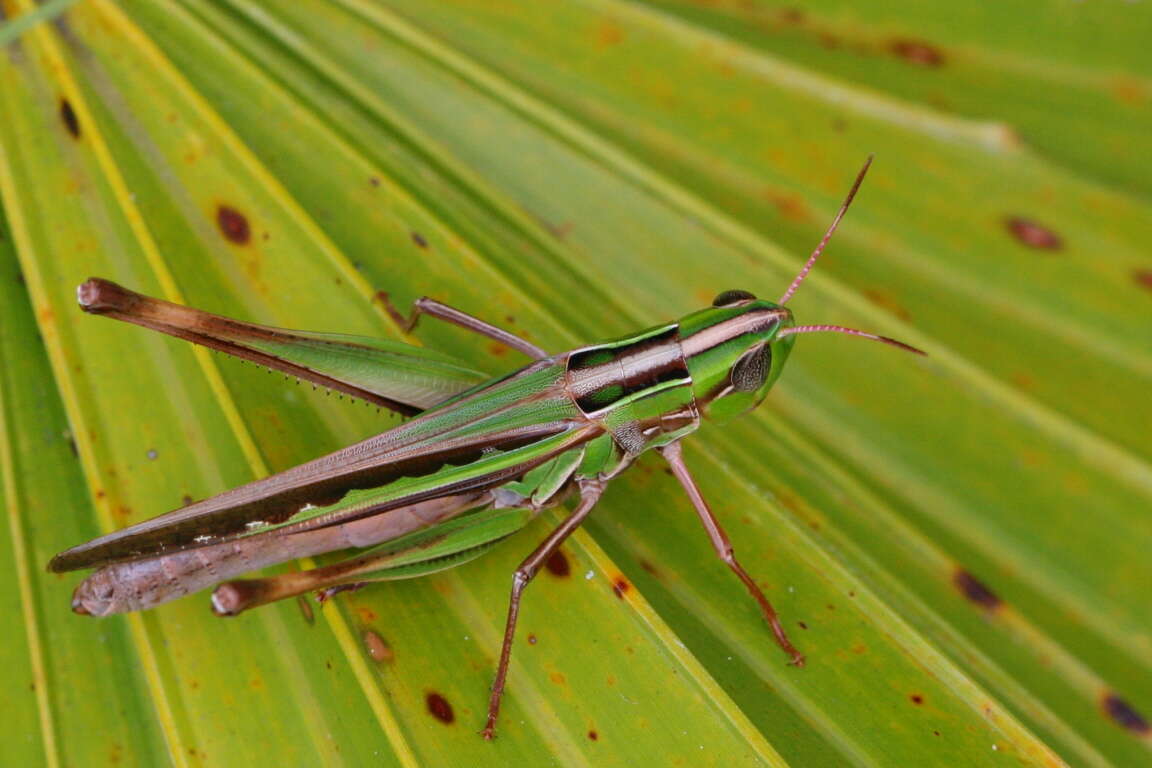 Image of Admirable Grasshopper