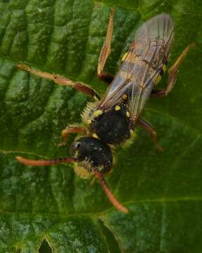 Image of Nomada goodeniana (Kirby 1802)