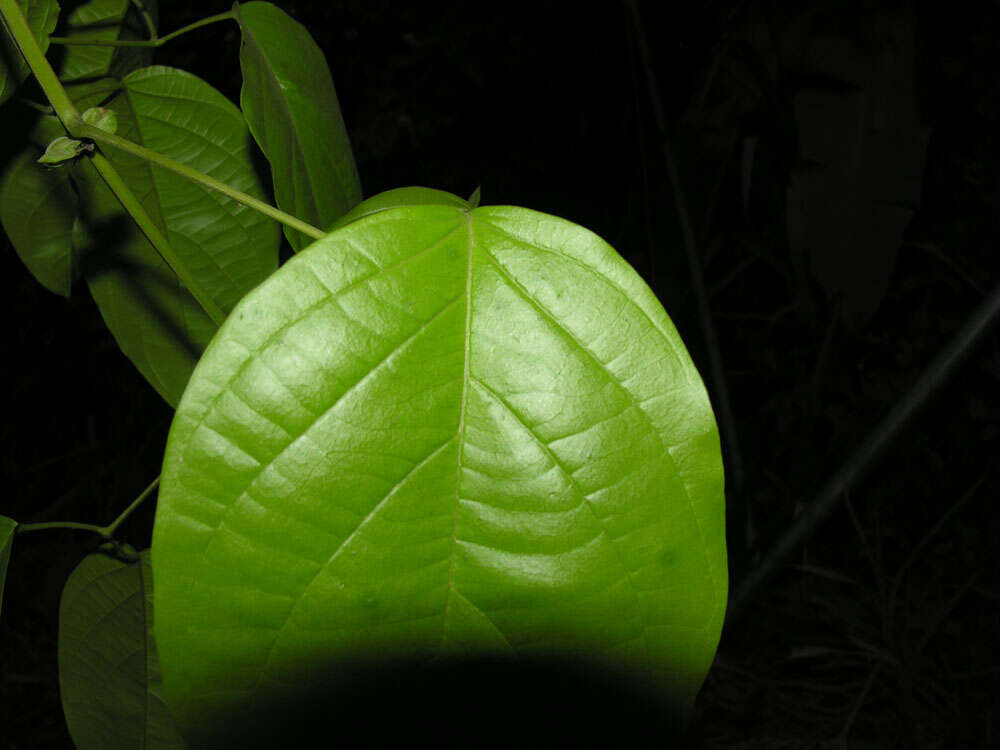 Image de Bignonia hyacinthina (Standl.) L. G. Lohmann
