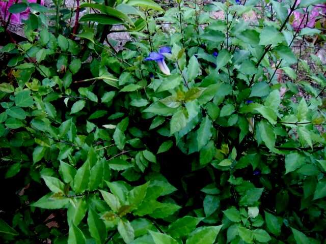 Image of thunbergia