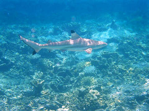 Image of Blacktip Reef Shark