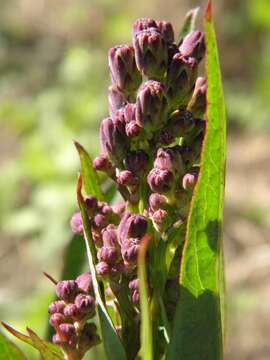 صورة Lactuca graminifolia Michx.