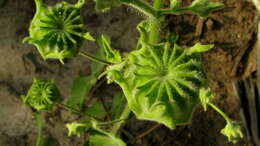 Image of Callianthe pauciflora (A. St.-Hil.) Dorr