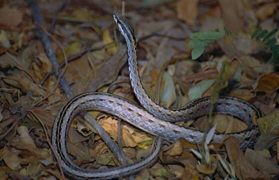 Image of Mimophis Günther 1868