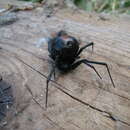Image of Redback spider