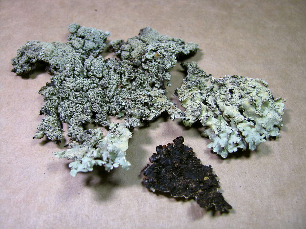 Image of Axil-bristle lichens
